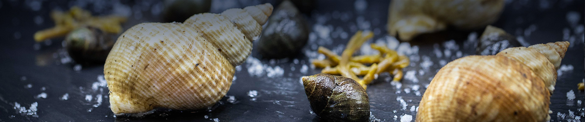 Bulot, bigorneaux, palourdes, amandes baie de Cancale