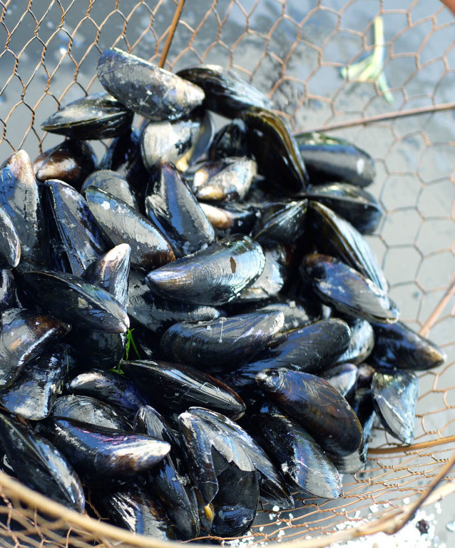 Moules AOP Baie du Mont-Saint-Michel