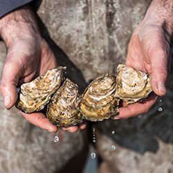 producteur d'huitres en Baie de Cancale à Saint-Benoit-des-Ondes