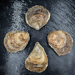 producteur d'huitres en Baie de Cancale à Saint-Benoit-des-Ondes