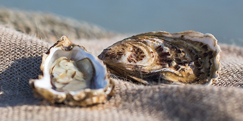 producteur d'huitres en Baie de Cancale à Saint-Benoit-des-Ondes