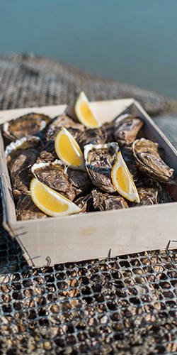 producteur d'huitres en Baie de Cancale à Saint-Benoit-des-Ondes