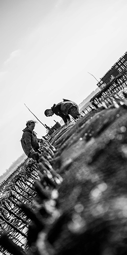 Huitres captage naturel à Saint-Benoit-des-Ondes, Baie de Cancale